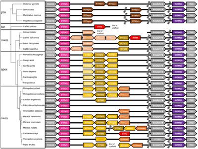 Evolution of primate interferon-induced transmembrane proteins (IFITMs): a story of gain and loss with a differentiation into a canonical cluster and IFITM retrogenes
